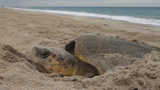 Rùa biển làm tổ tại bãi biển Melbourne, Florida, Mỹ. Ảnh: J. Roger Brothers
