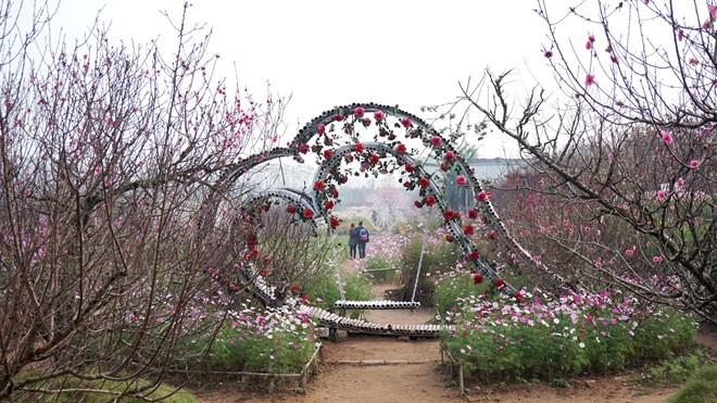 Vườn đào rộng 10.000 m2 của gia đình ông Nguyễn Nhân Đạo tại Nhật Tân (Tây Hồ, Hà Nội). Ảnh:Diệp Sa.