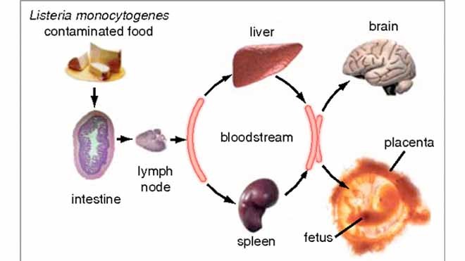 Vòng đời gây bệnh của vi khuẩn Listeria monocytogenes