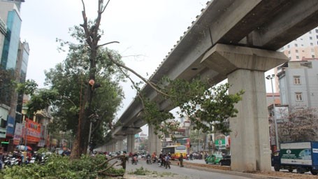 Những cây xà cừ cổ thụ cuối cùng trên đường Nguyễn Trãi - Trần Phú đang bị chặt hạ