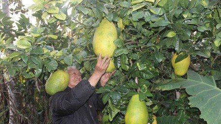 Ông Dương Quang Quế bên những trái chanh khổng lồ không hạt.
