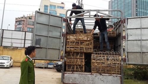 Phát hiện xe tải chở 3 tấn mèo nhập lậu từ Trung Quốc về Hà Nội