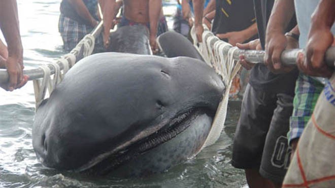 Con cá mập miệng rộng có chiều dài gần 5 m ở Philippines. Ảnh: Reuters