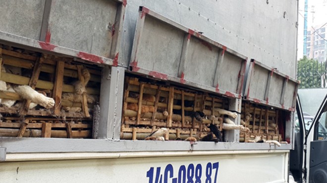 Gần 3 tấn mèo không được kiểm dịch, nguồn gốc không rõ ràng được nhập từ Trung Quốc về Hà Nội đã bị tiêu huỷ. Ảnh: Sơn Dương.
