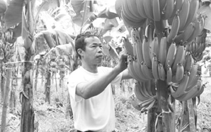 Vườn chuối tiêu hồng của ông Lục cho thu nhập hơn 100 triệu đồng mỗi năm.