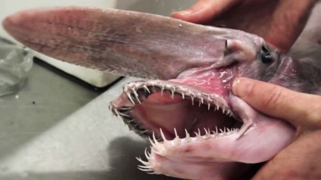 Bắt được cá mập 'yêu tinh' răng tua tủa ở Australia