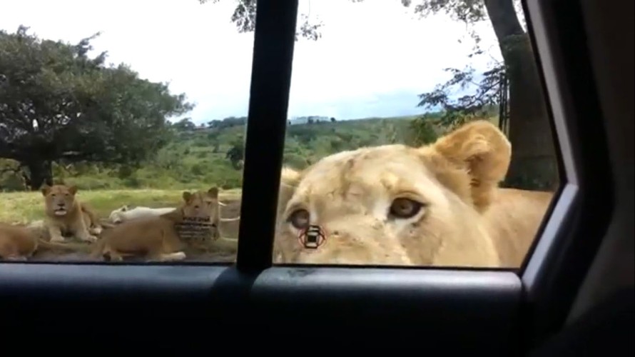 Sư tử cạy cửa xe ô tô, du khách la hét thất kinh