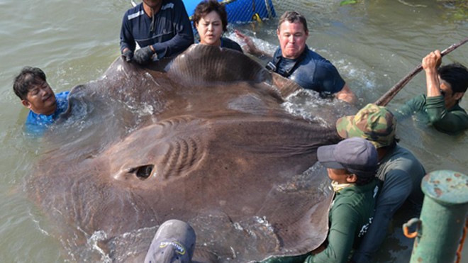 Con cá đuối khổng lồ ở Thái Lan. Ảnh: Litton Entertainment