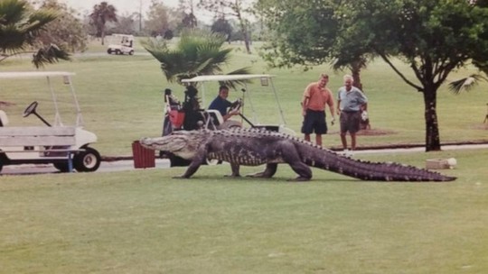 Ông chủ sân golf cho rằng nếu gặp con cá sấu ngoan, mọi người cứ chụp hình thoải mái. Ảnh: ABC News