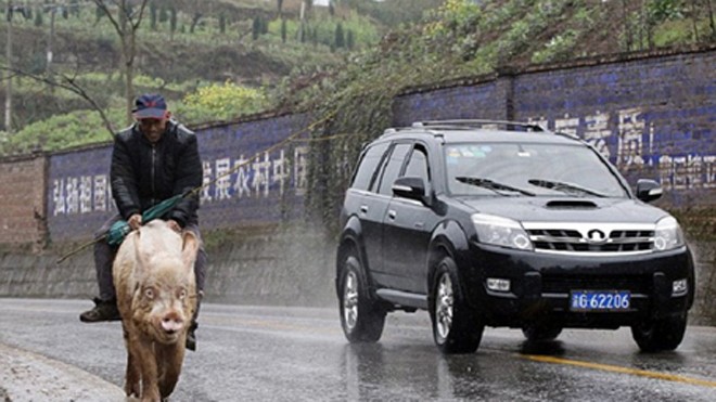 Lão nông Trung Quốc cưỡi... lợn đi siêu thị