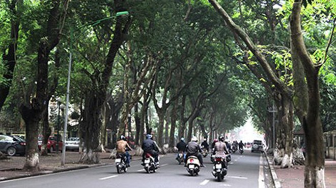 Đường vào sân bay Tân Sơn Nhất sẽ có hàng cây sấu tương tự như trên đường Phan Đình Phùng, Hà Nội. (Ảnh: Viết Thịnh)