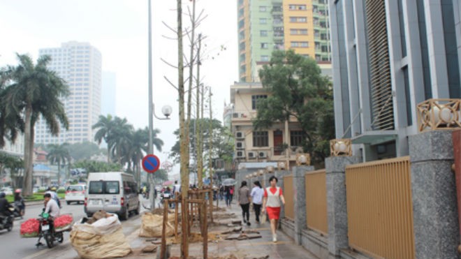 382 cây Vàng tâm vừa được trồng trên phố Nguyễn Chí Thanh.
