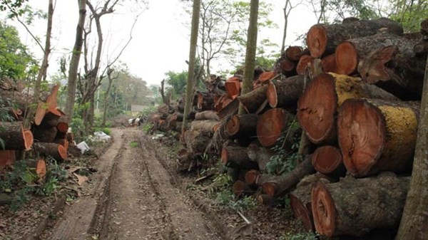 Một bãi tập kết gỗ xà cừ trên đường Nguyễn Trãi sau khi bị chặt hạ. Ảnh: Minh Đức