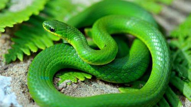 Rắn lục là một trong 4 loại rắn độc có thể gây tử vong dễ dàng. Ảnh: Herprman.