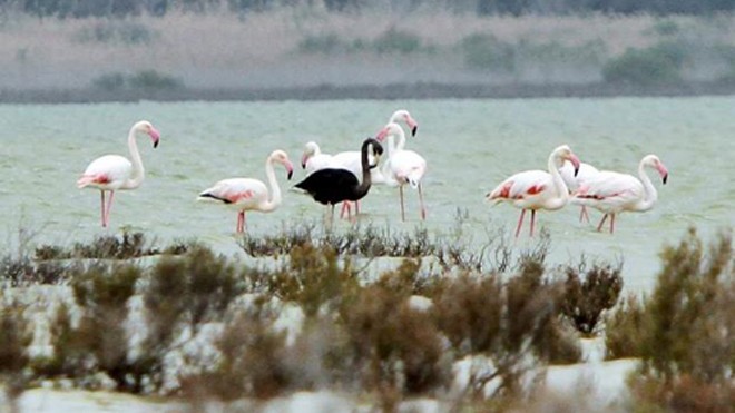 Chim hồng hạc đen nổi bật giữa đàn chim hồng hạc có màu sáng đặc trưng. Ảnh: Reuters