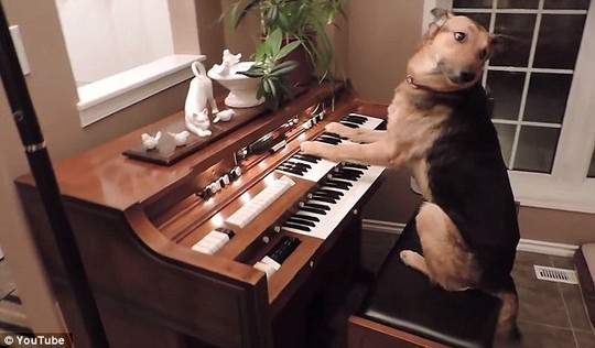 Chó học chơi piano gây sốt trên mạng