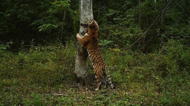 Loài hổ Siberia chỉ còn dưới 400 con. Ảnh: Alexander Batalov.