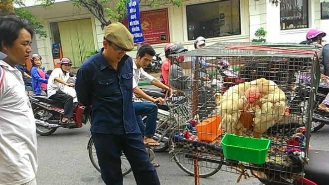 Nhiều người đia phương hiếu kỳ với giống gà “lạ” lần đầu tiên bày bán trên vỉa hè thành phố Huế