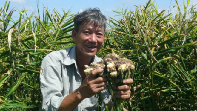 Ông Nguyễn Vũ Anh cho biết năm nay gia đình ông lãi to từ mô hình trồng gừng.