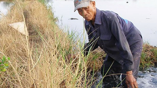 Ông Võ Văn Thành đang nhổ cỏ trên cánh đồng Tràm (phường Thạnh Mỹ Lợi, quận 2), cạnh ông nước ruộng sủi đầy bọt trắng.
