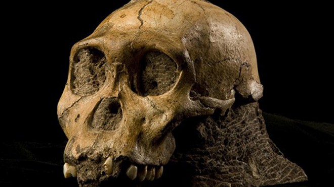 Lớp mô da được tách ra từ hộp sọ Australopithecus sediba ở khu vực Malapa. Ảnh: AFP