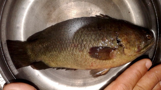 Con cá rô đồng được anh Võ Hoàng Sơn câu được trên kinh Miễu Điền vào chiều 12/5.