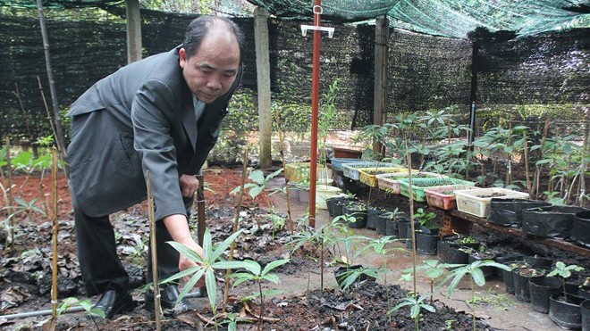 Ông Trần Xuân Toàn, đang giới thiệu các loại sâm Ngọc Linh tại vườn ươm. Ảnh: Zen Nguyễn.