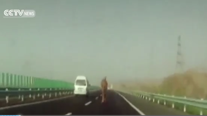 Lạc đà “đua” cùng ô tô trên đường cao tốc