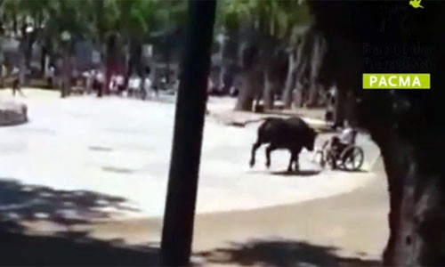 Con bò lao ra đường và húc một người ngồi xe lăn ở thành phố Talavera de la Reina của Tây Ban Nha. Ảnh: RT.