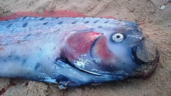 Cá mái chèo dài 4,1 m, nặng 40 kg dạt vào biển Quảng Bình ngày 12/5. Ảnh: Lê Minh Hải.
