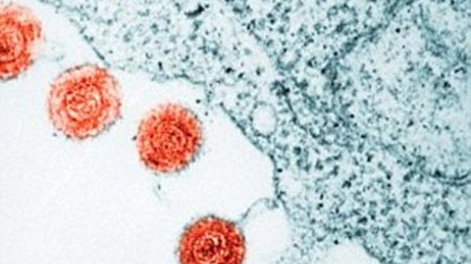 Các nhà khoa học Anh đã tìm được cách lợi dụng virus herpes để tiêu diệt các tế bào ung thư da từ bên trong. Ảnh minh họa: Corbis