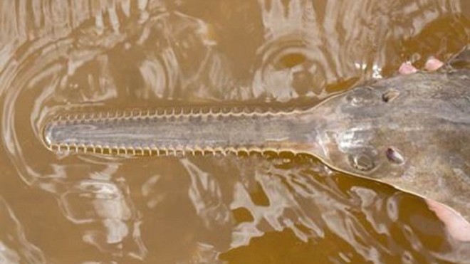 Loài cá đao ở Florida, Mỹ đang bên bờ vực tuyệt chủng. Ảnh: Florida Fish and Wildlife Conservation Commission