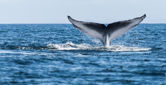 Cá voi xanh - động vật mạnh nhất trong các động vật