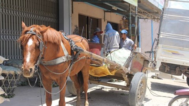 Những chiếc xe ngựa đơn sơ như giúp cho nhiều hộ dân thoát nghèo và giúp cải tạo môi trường sống - Ảnh: K’ Liệp