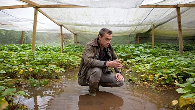 Jon Old bên những luống wasabi trong trang trại bí mật ở hạt Hampshire, Anh. Ảnh: Telegraph