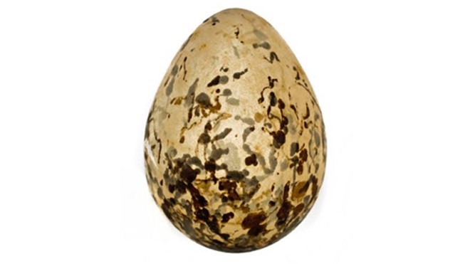 Quả trứng này là quả trứng duy nhất mà con người có được từ loài Rhinoptilus bitorquatus. Ảnh: Bảo tàng Aberdeen