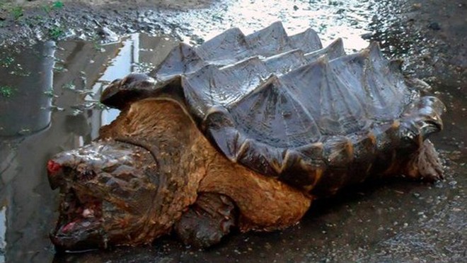 Rùa có hình dáng giống khủng long xuất hiện ở Nga
