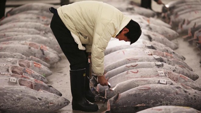 Người mua kiểm tra chất lượng những con cá ngừ đông lạnh trước phiên đấu giá đầu năm ở chợ cá Tsukiji, Tokyo, Nhật Bản vào ngày 5/1/2015. Ảnh: AP.