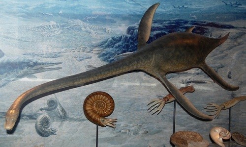 Các nhà nghiên cứu vừa khai quật một bộ xương hóa thạch 70 triệu năm tuổi của loài xà đầu long cổ dài. Ảnh: Wikipedia Commons.