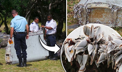 Các con hàu bám trên mảnh vỡ cho thấy nó có thể một bộ phận của chiếc máy bay MH370. Ảnh: Express