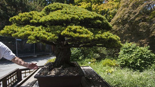 Cây thông trắng 390 năm tuổi của một nghệ nhân trồng bonsai người Nhật gửi tặng Vườn 
