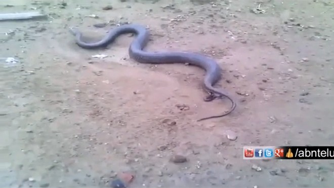 Ấn Độ xôn xao về video rắn mẹ đẻ hàng chục rắn con