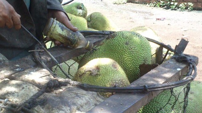 Một chủ vựa ở huyện Krông Pắk, tỉnh Đắk Lắk đang bơm hóa chất Trung Quốc vào trái mít.