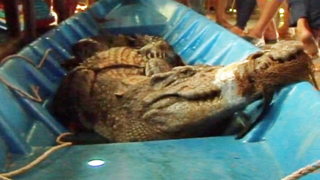 Cá sấu bắt được dưới ao nuôi tôm của ông Dự. Ảnh: CTV.