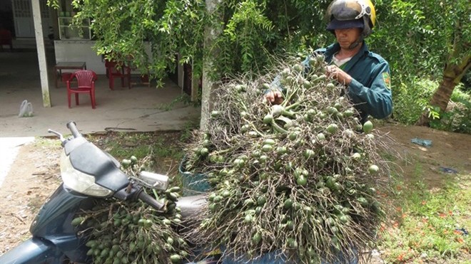 Anh Phạm Hữu Phước, một người trèo cau chuyên nghiệp đang chuyển cau đến vựa ở Phong Điền.