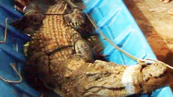 Cá sấu dài 2,2 m được ông Dự bán với giá 4 triệu đồng. Ảnh: CTV.