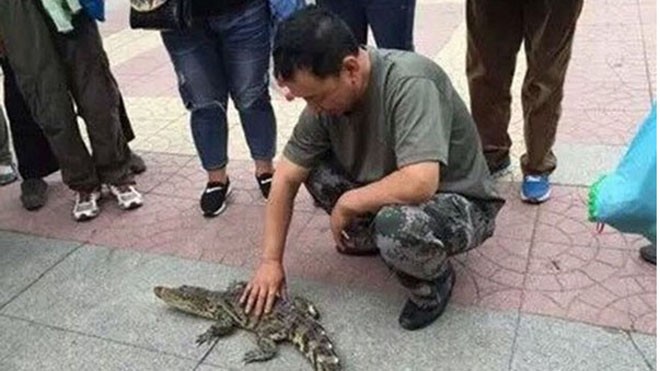 Người đàn ông thản nhiên dắt cá sấu đi dạo giữa đường. Ảnh: Weibo