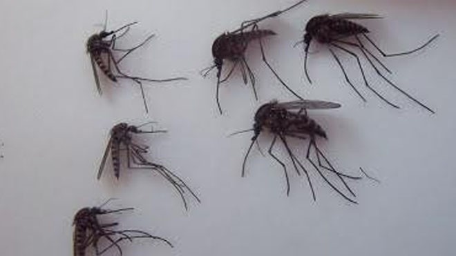 Muỗi khổng lồ ở Bắc Cực. Ảnh: Lauren Culler