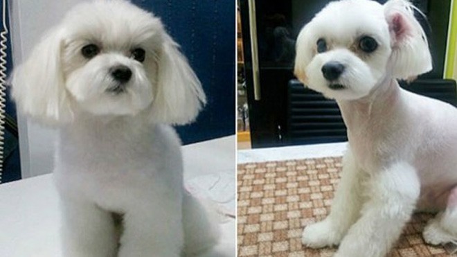 Chú chó này đã được “cắt mí” để đôi mắt được to hơn (Ảnh: Chosun Daily)