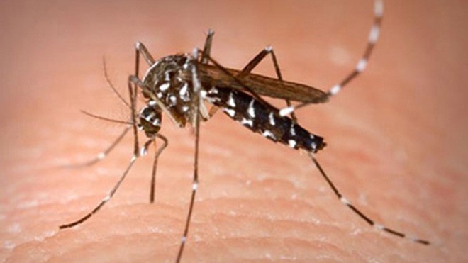 Bệnh sốt xuất huyết lây lan do muỗi vằn đốt người bệnh nhiễm virut truyền sang người bình thường. Ảnh minh họa.